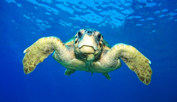 Dalyan Turtle Beach Tour From Marmaris